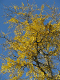 Foglie doro