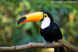 Parque das Aves - Foz do Iguacu- PR 0243.jpg