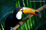 Parque das Aves - Foz do Iguacu- PR 0246.jpg