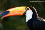 Parque das Aves - Foz do Iguacu- PR 0247.jpg