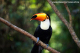 Parque das Aves - Foz do Iguacu- PR 0251.jpg