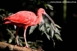 Parque das Aves - Foz do Iguacu- PR 0259.jpg