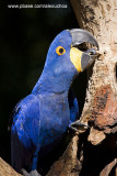 Parque das Aves - Foz do Iguacu- PR 0285.jpg