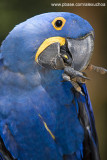 Parque das Aves - Foz do Iguacu- PR 0291.jpg