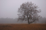 Dwingelder Veld - Drenthe, Niederlande