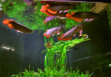 10.000 Liter Arowana tank by Oliver Knott