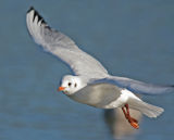 Gull_4167.jpg