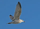 Gull_4296.jpg