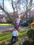kids_tree.jpg