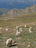 The Herd