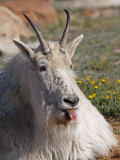 Showing Tongue