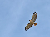 Red Tailed Hawk