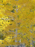 Aspen with snow