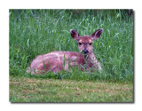Black-tailed Fawn