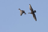 greater white-fronted geese 101108IMG_8292