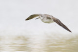 greater yellowlegs 101109_MG_4397