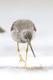 greater yellowlegs 101109_MG_5135