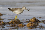 greater yellowlegs 101709_MG_9486
