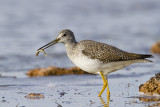 greater yellowlegs 101709_MG_9879