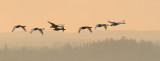 tundra swans 101509_MG_8518