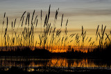 sunset 110809_MG_0538