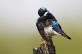 tree swallow 053008IMG_0059 copy.jpg