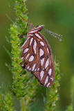 Gulf Fritilliary