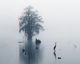 Great Blue Heron in Fog