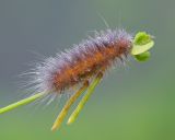 Caterpillar