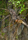 Fishing Spider with Dragonfly II
