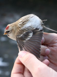 Arctic redpoll - Carduelis hornemanni, Essen, 25/11/08