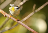 Firecrest - Regulus ignicapillus