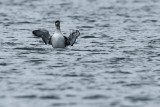 Black-throated diver, Gavia arctica, Blak Beerse 05/11/09