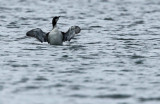 Black-throated diver, Gavia arctica, Blak Beerse 05/11/09