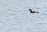 Black-throated diver, Gavia arctica, Blak Beerse 05/11/09