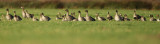 Bean goose - Anser fabalis with White-fronted and Greylag goose