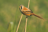 Bearded tit - Panurus biarmicus, De Maatjes, 08/06/08