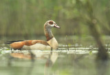 Egyptian goose - Alopochen aegyptiacus