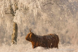 Highland cattle - Schotse hooglander