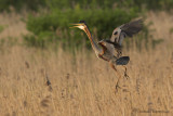 Purple heron - Purperreiger