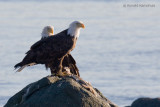 Bald eagle - Amerikaanse zeearend