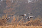 Common crane - Kraanvogel