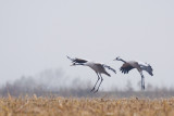 Common crane - Kraanvogel