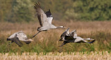 Common crane - Kraanvogel
