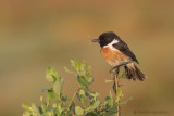 European Stonechat - Roodborsttapuit