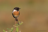 European Stonechat - Roodborsttapuit