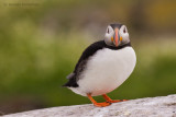 Puffin - Papegaaiduiker