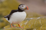 Puffin - Papegaaiduiker