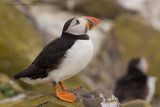 Puffin - Papegaaiduiker