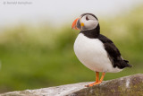 Puffin - Papegaaiduiker